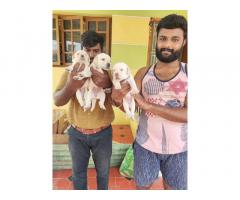 Labrador Puppies Price in Coimbatore, Lab Dog for sale - 2