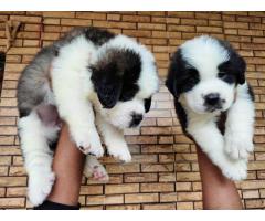 Saint Bernard puppy available in Nagpur - 1