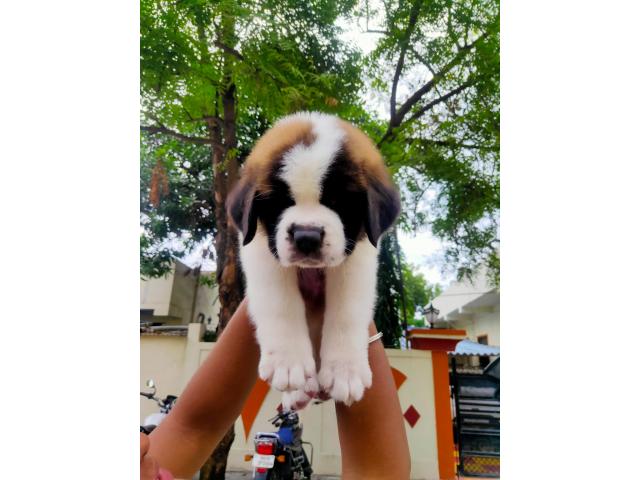 Saint Bernard puppy available in Nagpur - 2/2
