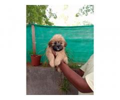 Lhasa Apso Puppy Price in Pune, Lhasa Apso for Sale