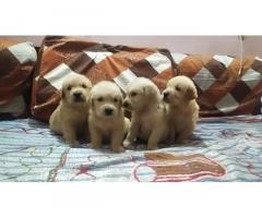 Golden Retriever Male Puppies Available In Pune - 1