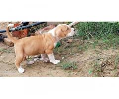 American bully For Sale in Rohtak