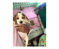 Beagle male Buy in Mumbai, Beagle puppy Price in Mumbai - 2