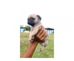 Pug Puppies Buy in Pune, Pug Puppies for Sale - 1