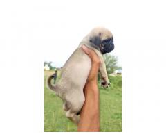 Pug Puppies Buy in Pune, Pug Puppies for Sale - 2