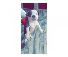 Am Bully Puppies for Sale in Haryana - 1