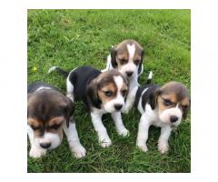 Beagle Dog for Sale in Delhi, Buy Online, Price