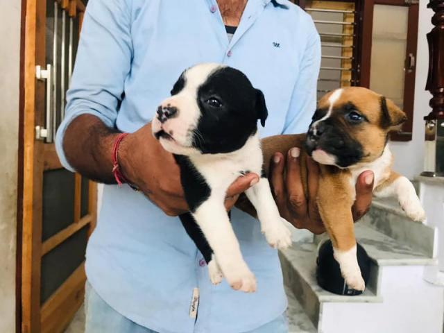AM Bully Puppy Panipat for Sale - 1/2