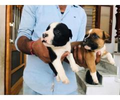 AM Bully Puppy Panipat for Sale - 1