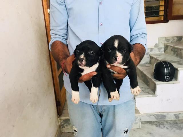 AM Bully Puppy Panipat for Sale - 2/2