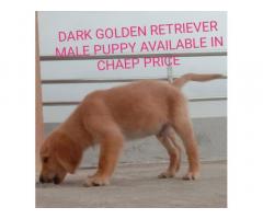 Golden Retriever Puppy Price in Pune, Golden Retriever Puppy Buy Online - 1