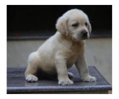 Lab male puppy available in Mumbai - 1