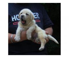 Lab male puppy available in Mumbai - 2