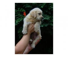 Lab male puppy available in Mumbai