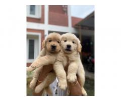 Golden Retriever Puppies available for sale Coimbatore - 1