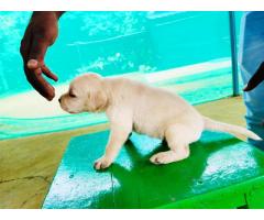 Lab Puppy Price in Tiruppur, Labrador Buy Online, For Sale