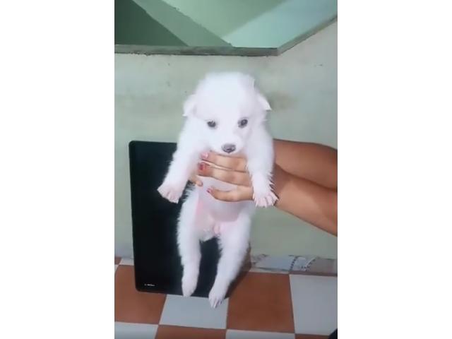 Pomeranian Puppy available in Kumbakonam - 1/1