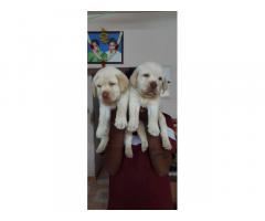 Lab puppies price in koyembedu Chennai, Labrador Puppies for Sale