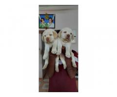 Lab puppies price in koyembedu Chennai, Labrador Puppies for Sale - 2