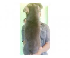 German shepherd Male Female puppy Available for Sale Tirumangalam - 2