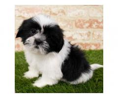 Show Quality Shihtzu Male puppy Available In mumbai