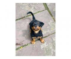 Rottweiler Puppy For Sale in Bhopal