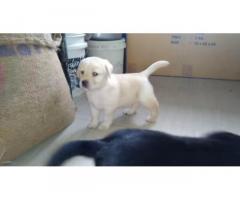 Labrador Retriever Available For Sale - 1