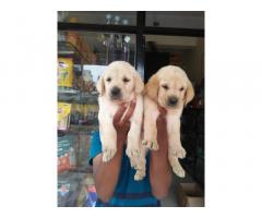 Labrador Male and Female Puppy Available Malkapur
