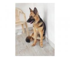 Gsd bush coat female looking for new home in Coimbatore - 1