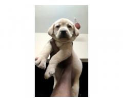 Lab male and female puppies available Coimbatore - 1