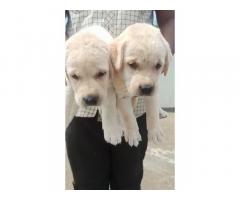 Lab Puppies Price in Dharmapuri, For Sale, Labrador Buy Online