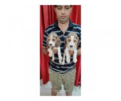 Beagle Price in Pune, For Sale, Beagle Puppies Available