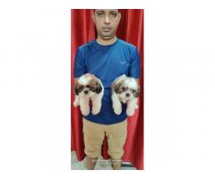 Shihtzu Price in Pune, For Sale, Shih Tzu Puppies - 1