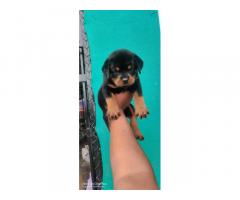 Rottweiler Price in Junnar, Rott male puppy available for sale