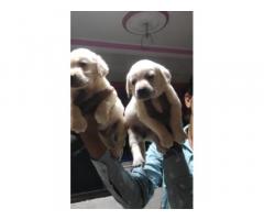 Lab Puppies Price in Mumbai, For Sale, Available - 1