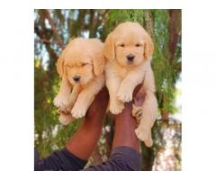 R K KENNELS - Pet Supplies, Pet Shop, Breeding, Dogs For Sale