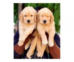 R K KENNELS - Pet Supplies, Pet Shop, Breeding, Dogs For Sale - 3