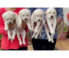Lab male female puppy for Sale in Mumbai