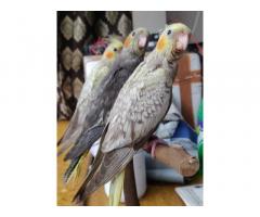 Cockatiel Birds Price in Mumbai, For Sale, Buy Online