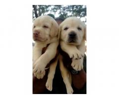 Heavy size Lab male and female puppy available location Chennai - 1