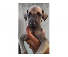 Chippi Price in Trichy, For Sale, Chippiparai Dogs Trichy
