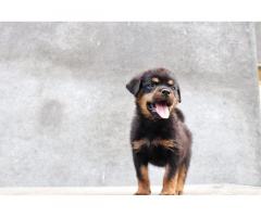 Rottweiler Puppy Price in Pune, For Sale, Rottweiler Puppies - 1