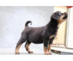 Rottweiler Puppy Price in Pune, For Sale, Rottweiler Puppies - 2