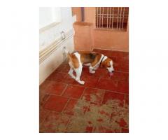 Beagle Puppies Price in Tenkasi, Available For Sale