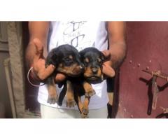Doberman Puppies Available for Sale in Pudukkottai