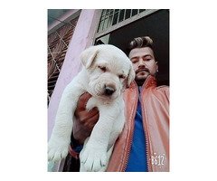 Pure Golden Retriever Puppies for Sale in Lucknow | Healthy & Vaccinated