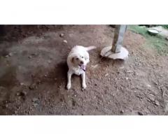 Lab Adult available Coimbatore Pet Shop - 1