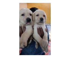 Lab male and female puppies available Chennai - 1