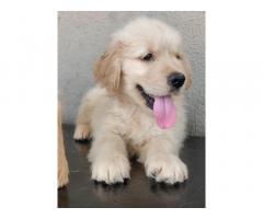 Golden Retriever Male Pup Available Pune - 2