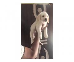 Labrador Puppies available in Pune